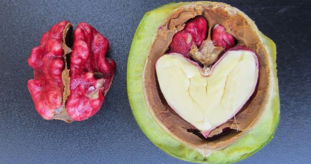 Kırmızı ceviz üretildi