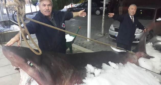 İstanbul’da 1 tonluk köpek balığı yakalandı