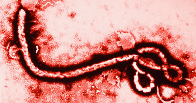 Almanya’da ilk Ebola ölümü