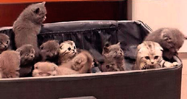 Bavullarından 23 kedi çıktı
