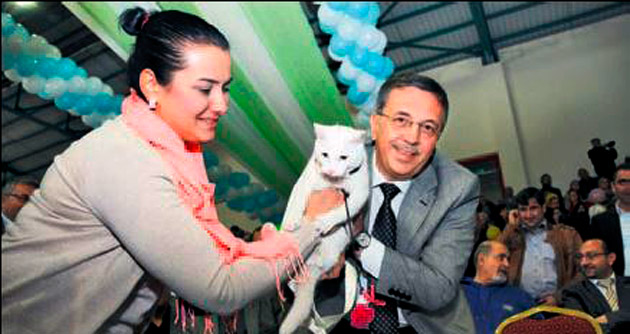 En Güzel Ankara Kedisi belirleniyor