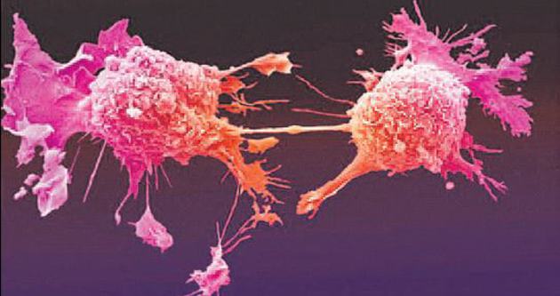 Kanserli hücreyi yok eden virüs