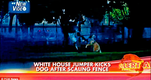 Beyaz Saray’a girdi köpekler durdurdu