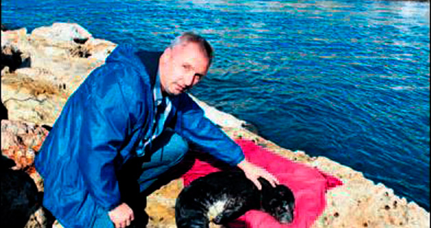Akdeniz foku sahile vurdu