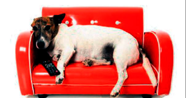 Köpeklere özel TV kanalı Avrupa’da