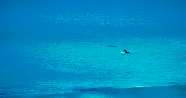 Köpek balığına kafa tutan adam