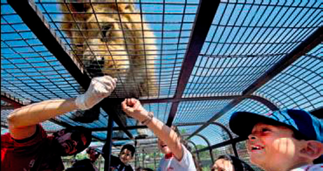 Çocuklar kafeste aslanlar serbest