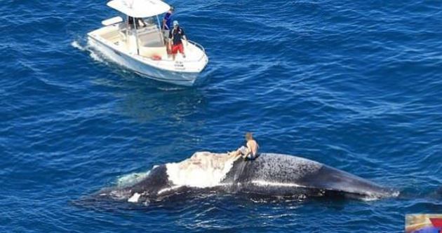 Ölü balinanın üzerinde yaşam savaşı
