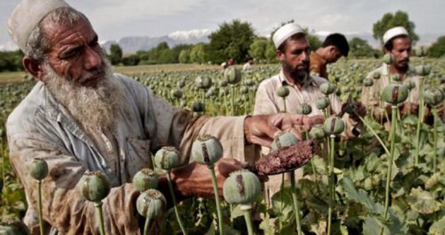 Afganistan’da uyuşturucu artışı