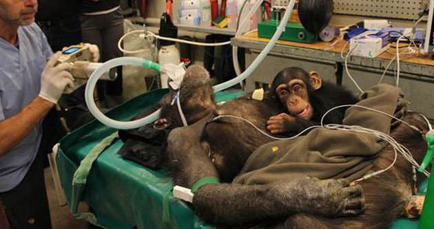 Yavru şempanzenin anne sevgisi