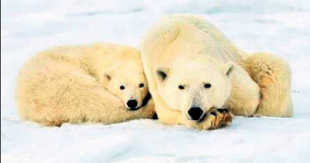 Kutup ayısına iklim tehdidi