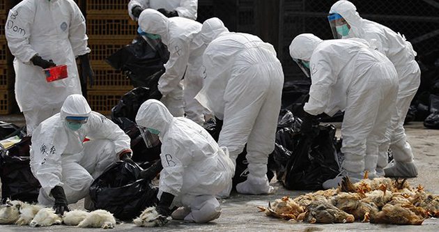 Kuş gribi paniği sürüyor