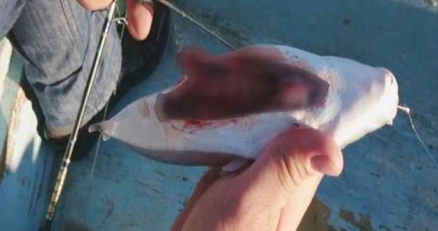 Balon balığının karnı parçalandı yine ölmedi