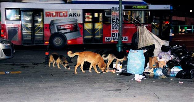 Sokak köpekleri vatandaşı bıktırdı