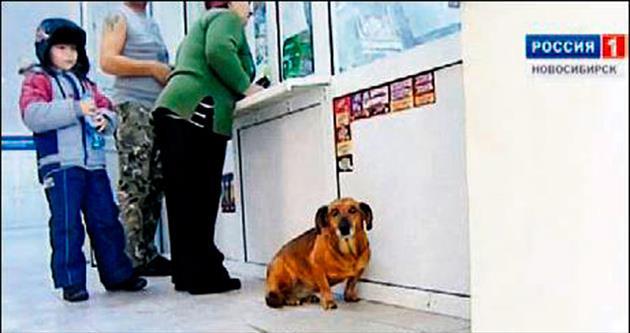 Sahibini unutmayan vefalı köpek