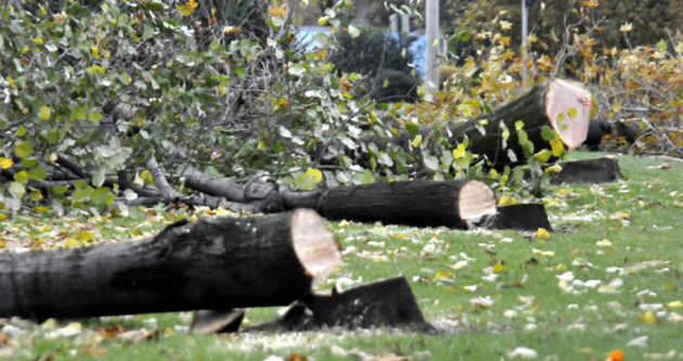 Yalova’da 180 ağaç kesildi