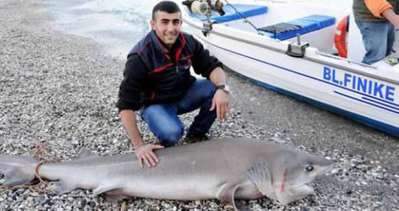 Oltayla 3 metrelik köpekbalığı yakaladı