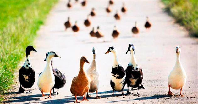 Binlerce ördek kenti işgal etti