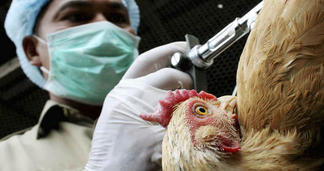 Kanada tavuklarında Ebola korkusu