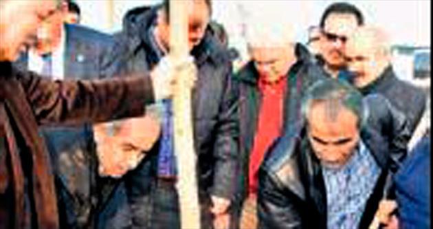 Yalova’da 200 çınar fidanı dikildi