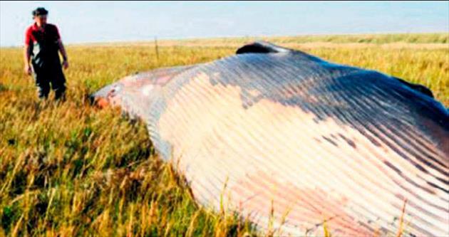 Tarlanın ortasında balina ölüsü buldu