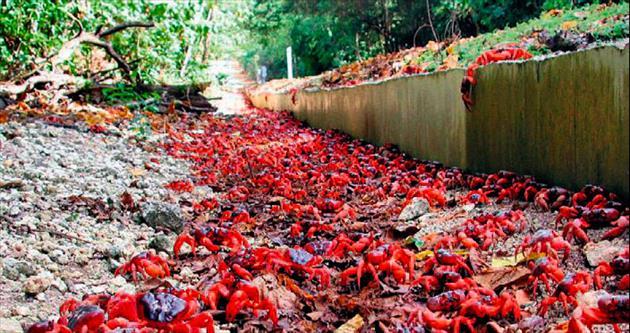 Yengeçlerin aşk yolu