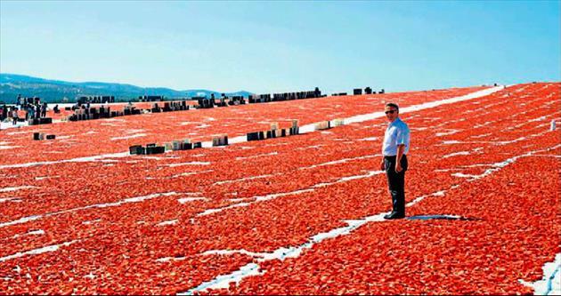 Salçalık domatesler İzmir ve Manisa’dan