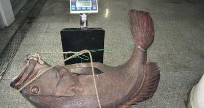 Saros’ta 66,5 kiloluk dev lağos balığı