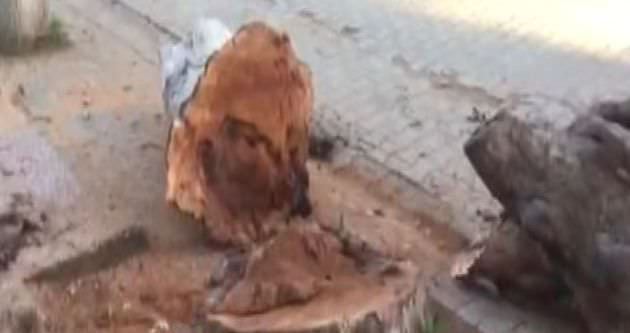 CHP’den bir ağaç katliamı daha