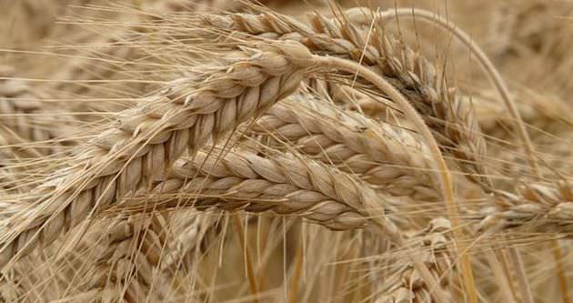 Tahıl üretim rakamları açıklandı