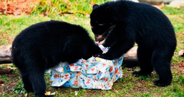 İkiz ayılar Noel hediyesiyle sevindi