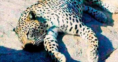 Mısır’ın son leoparını çobanlar öldürdü