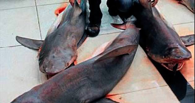 Akdeniz’de 7 tane dev köpek balığı yakalandı