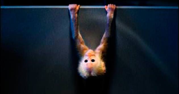 Bebek maymun jimnastikçilere özendi