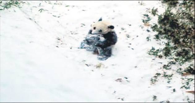 Yavru pandanın ilk kar sevinci