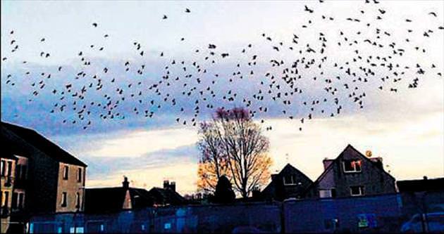 Binlerce güvercin kasabayı işgal etti