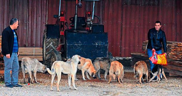 Adana’ya sokak köpekleri taşındı
