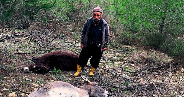 Kumluca’da hayvan katliamı yapıldı