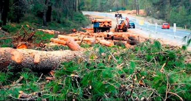 Villalara yol için 50 yıllık ağaçları kestiler