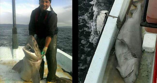 200 kiloluk köpekbalığı ağlara takıldı!