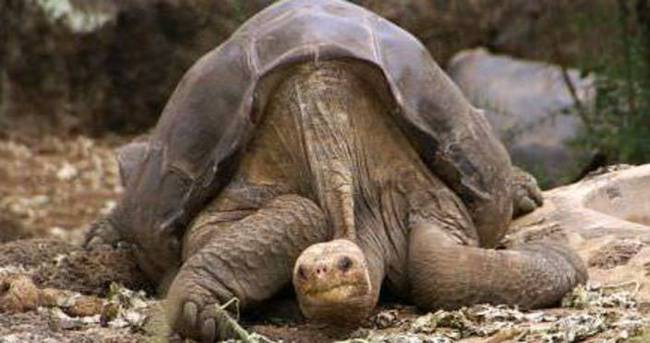 Pinta Adası kaplumbağası