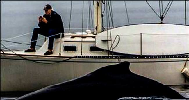 Telefonla oynarken balinayı fark etmedi