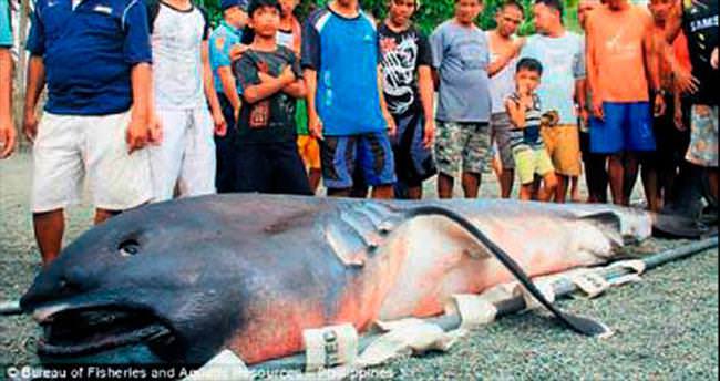 İşte 4.5 metrelik dişsiz köpekbalığı