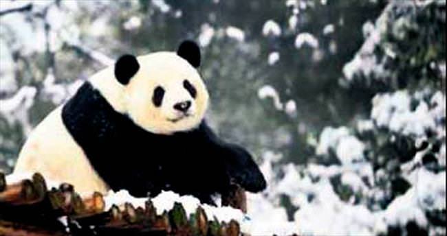 4 dev panda hastalık kurbanı