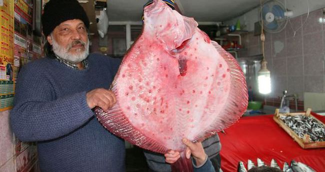 Balıkçıların ağına 12 kiloluk kalkan balığı takıldı