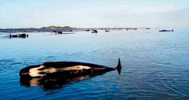 202 balina karaya vurdu, 140’ı öldü