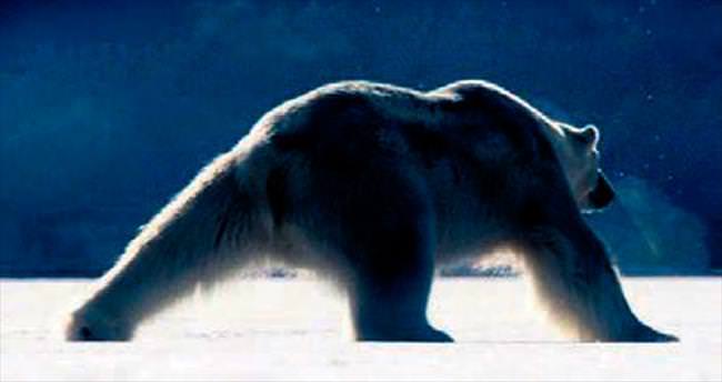 Kutup ayısından buz üstünde dans