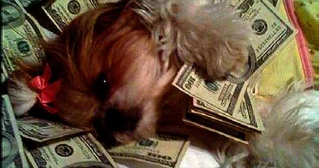 Instagramın en zengin köpekleri
