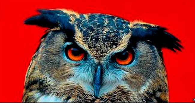 Puhu kuşu, koca şehri alarma geçirdi