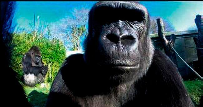 Selfie modasına goril de uydu